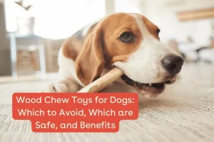 Pros and Cons of Cork Pet Toys: Safety & Sustainability
