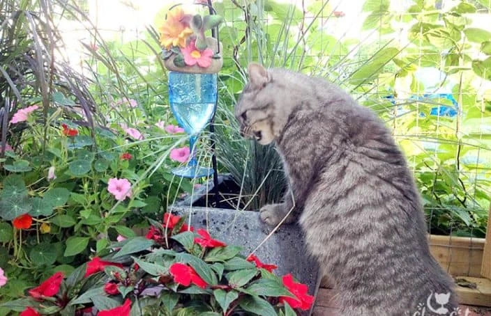 Sustainable Decor for Allergy-Friendly Pet Homes