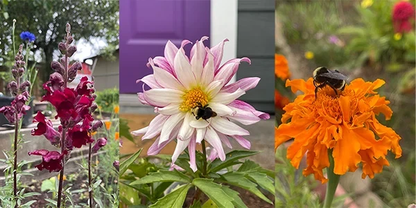 Best Native Plants for Pet-Safe Habitats in 2026