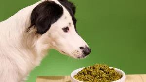 Plant-Based Dog Diets: Reducing Pet Carbon Pawprints