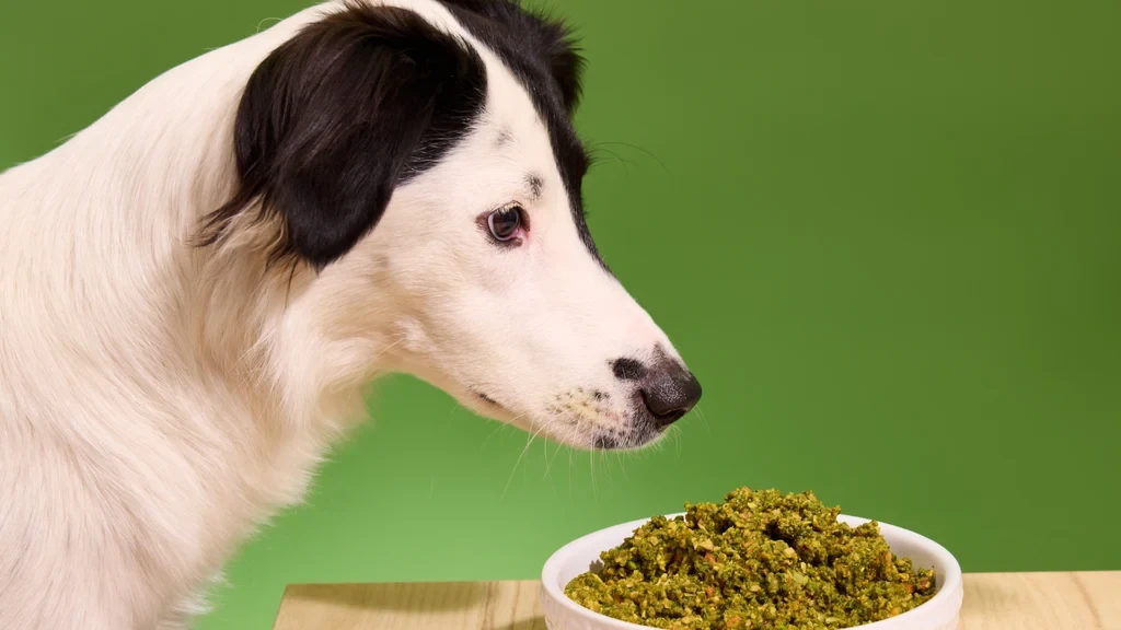 Plant-Based Dog Diets: Reducing Pet Carbon Pawprints